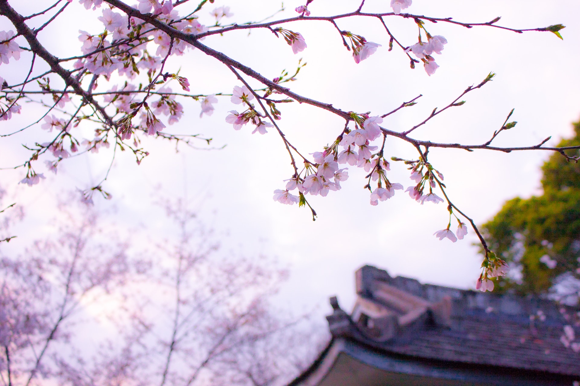shiatsu japon