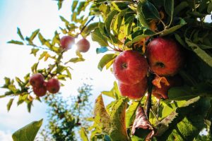 arbres fruits