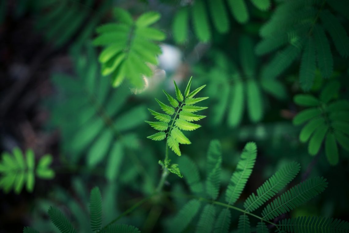 nature