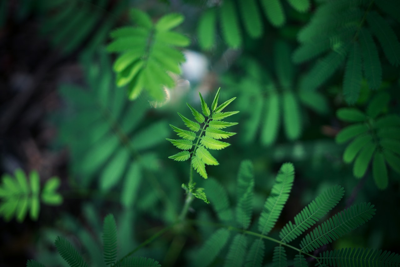 nature