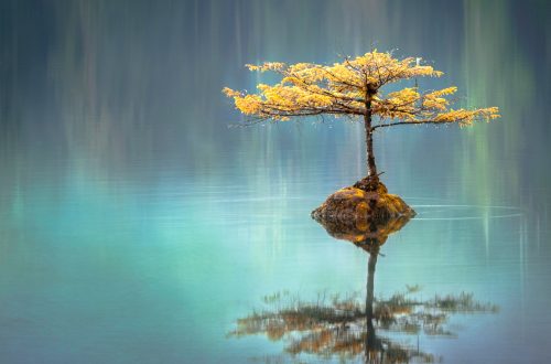 photo_arbre_zen
