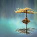 photo_arbre_zen