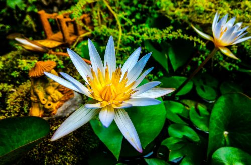 photo jardin zen