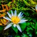 photo jardin zen