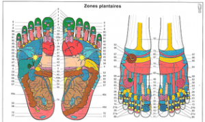 reflexologie plantaire