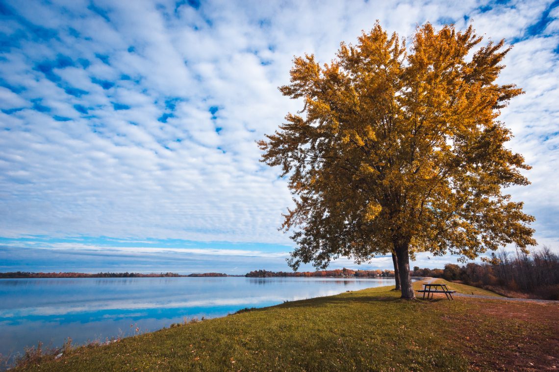 photo arbre nature seine