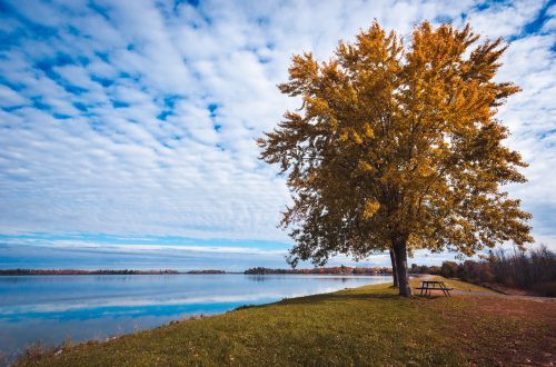 photo arbre nature seine