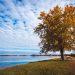 photo arbre nature seine