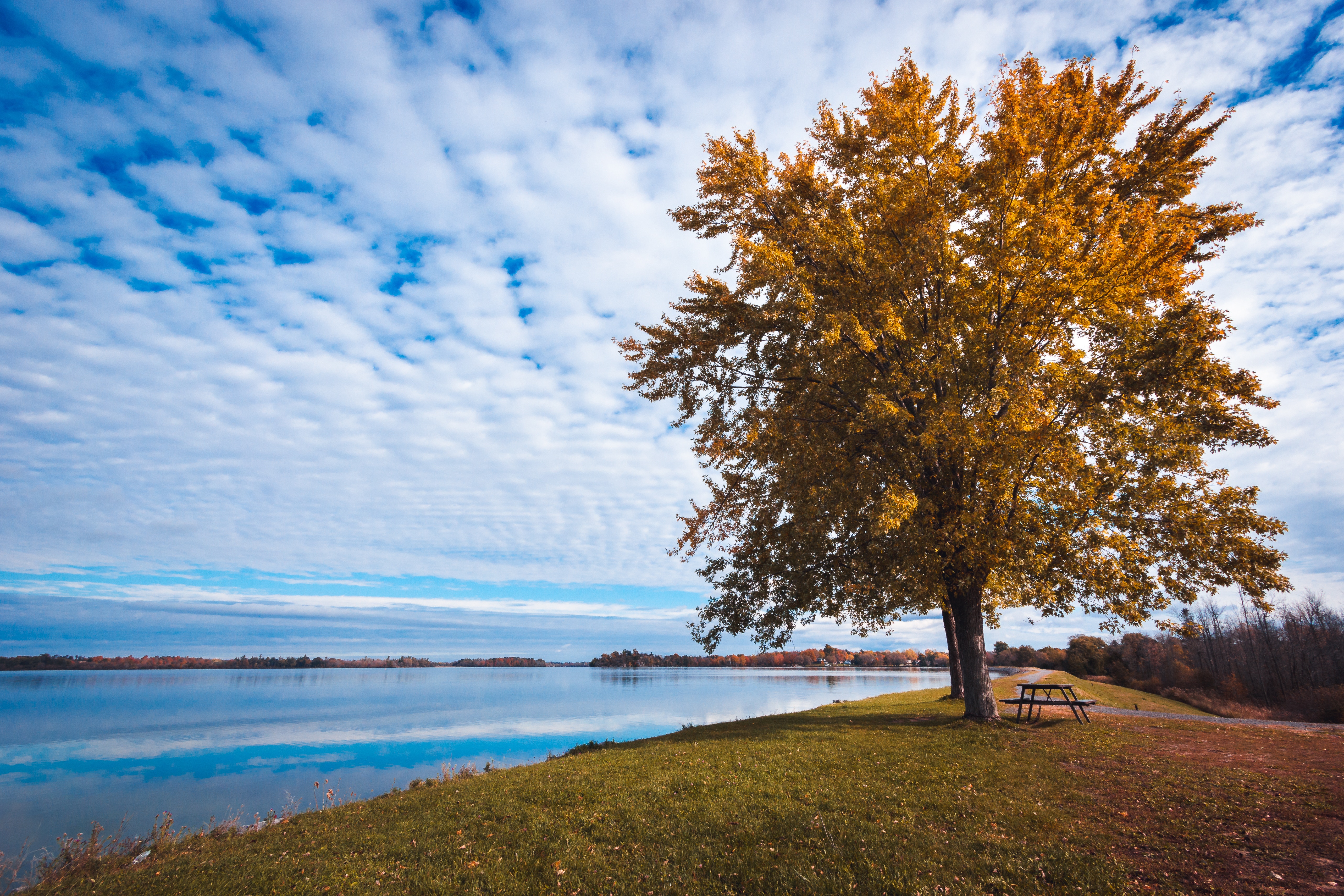 photo arbre nature seine