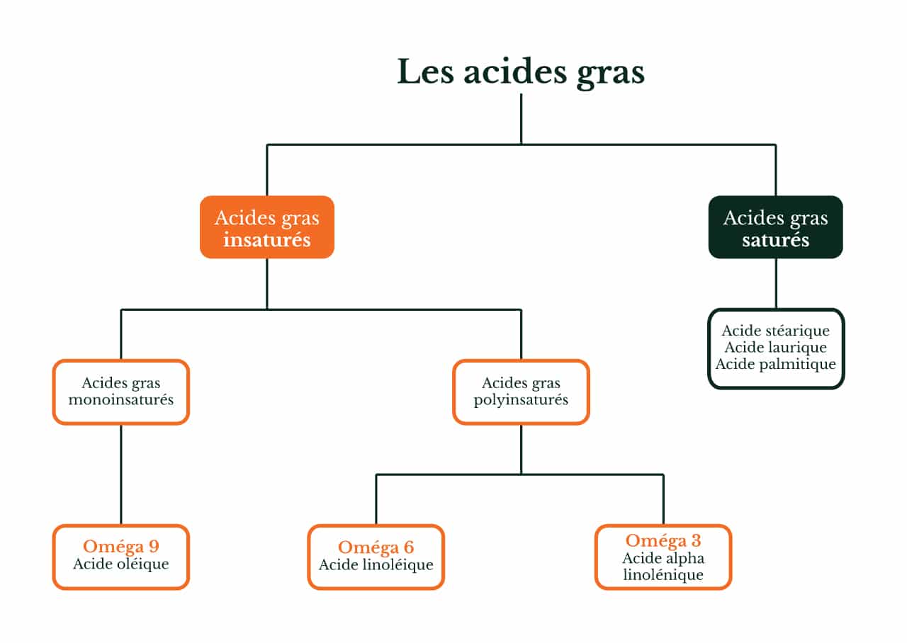 alimentation lipides gras acides gras