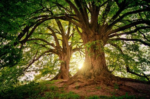 arbre nature
