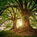 arbre nature