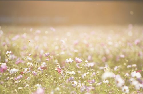 photo paysage de fleurs