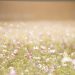 photo paysage de fleurs