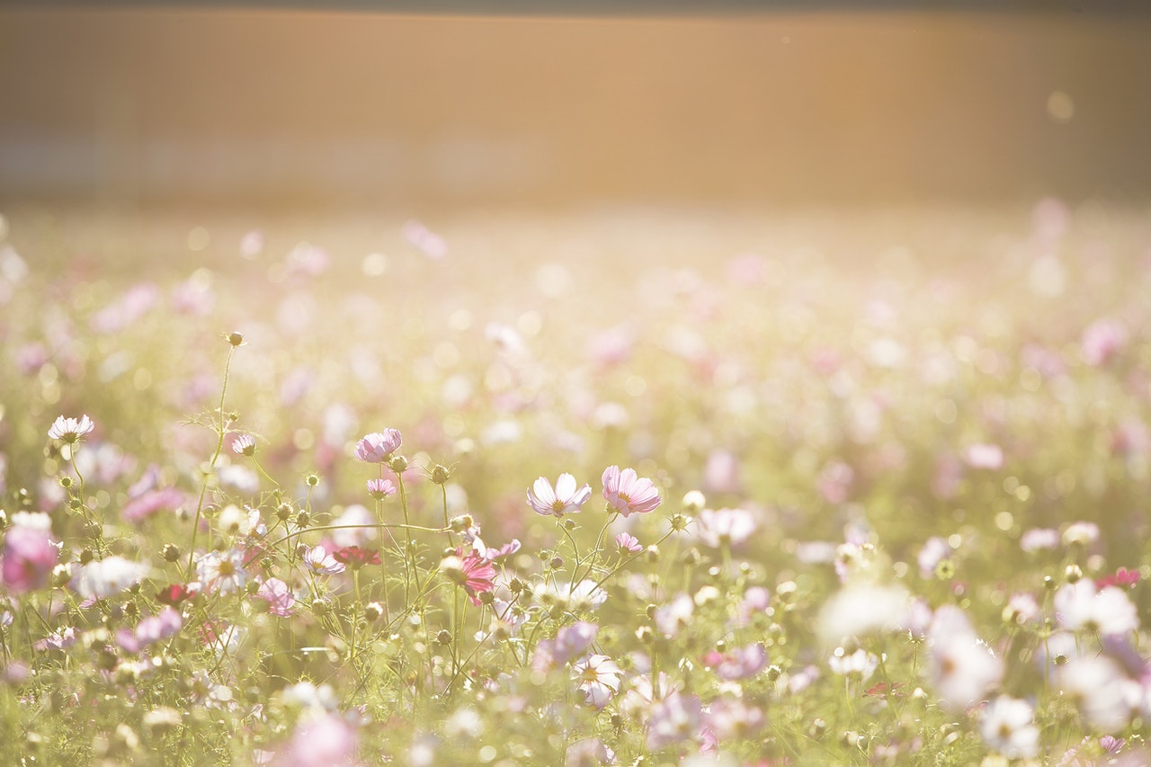 photo paysage de fleurs