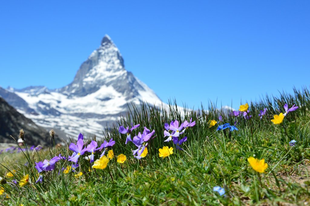 photo fleurs alpes