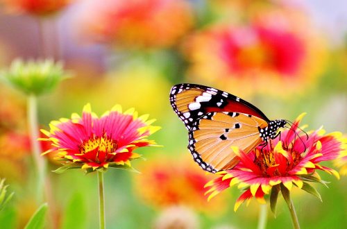 photo nature papillon
