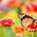 photo nature papillon