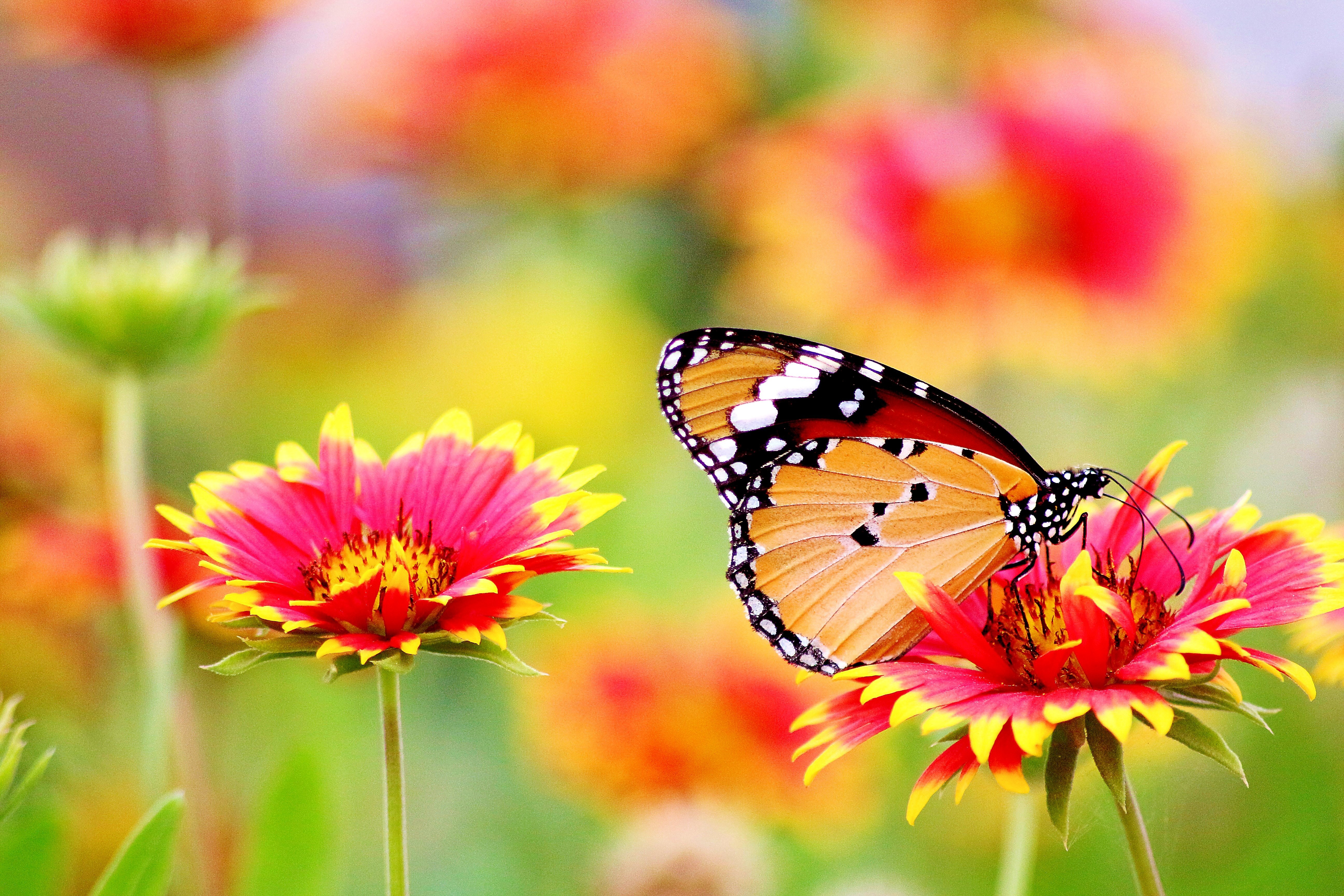 photo nature papillon