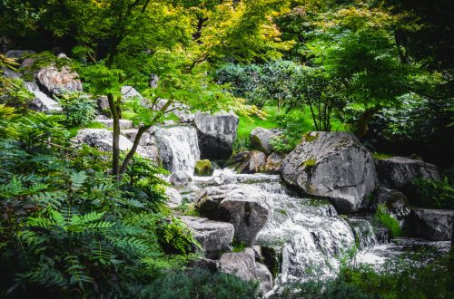 photo rivière foret