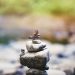 photo cailloux zen