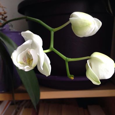 photo fleurs cabinet Sophie Brunel