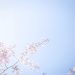 photo cerisier du japon