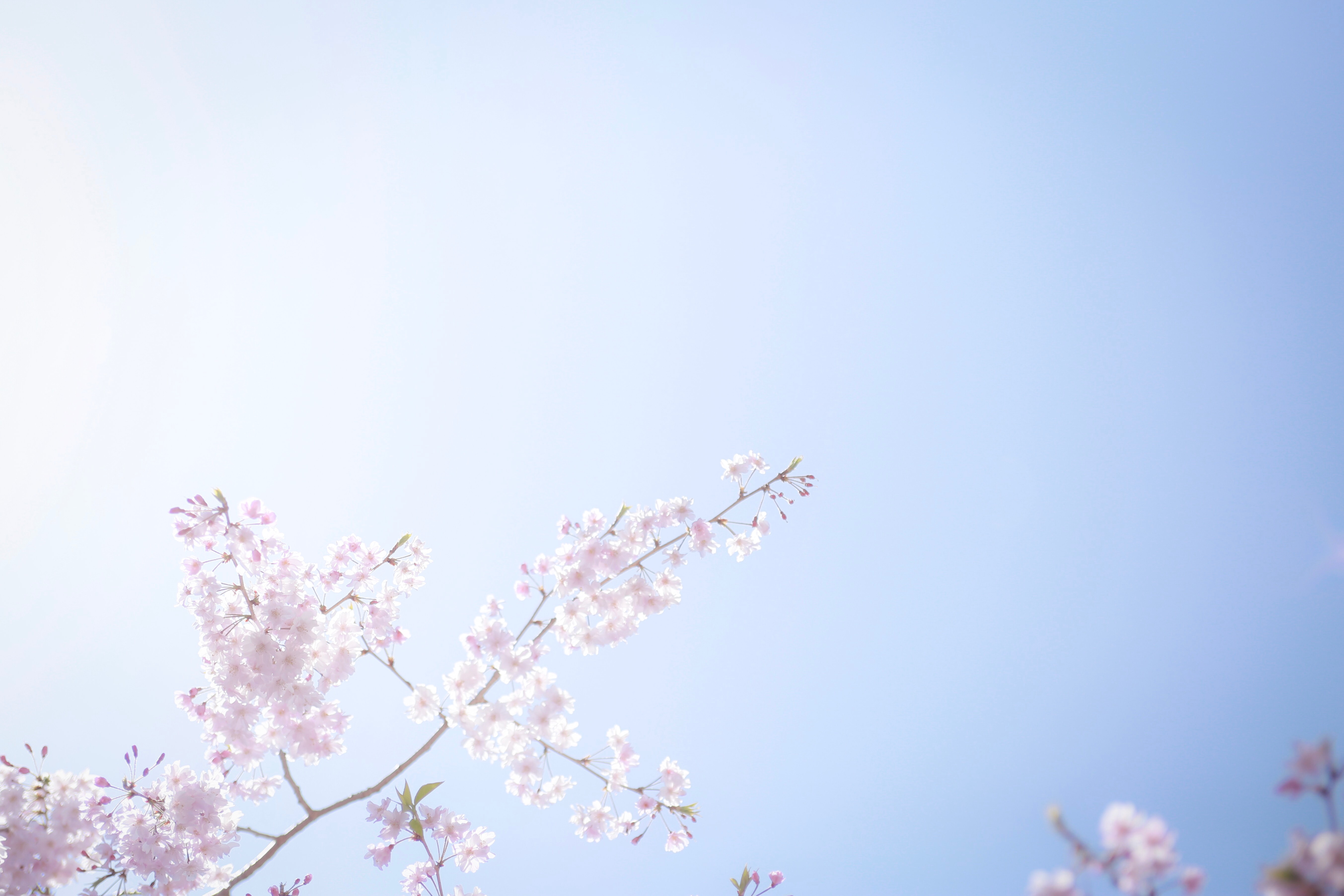 photo cerisier du japon