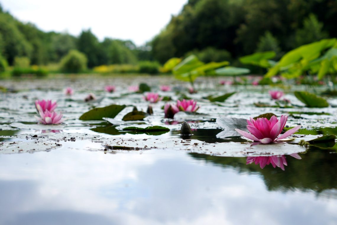 photo etang lotus