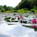 photo etang lotus