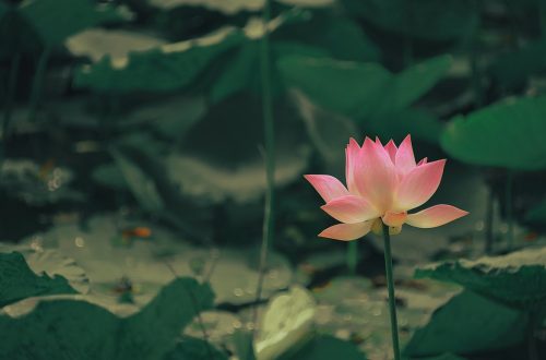 photo lotus