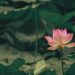 photo lotus