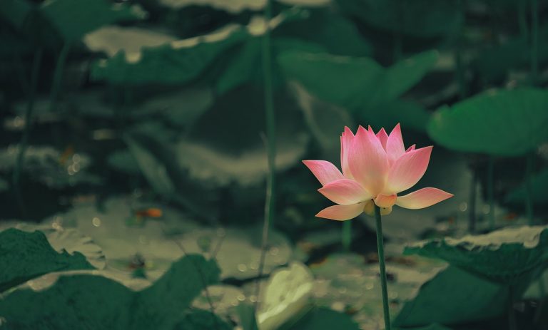 photo lotus