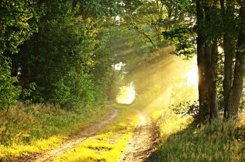 foret le matin