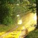 foret le matin