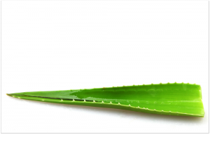 Remède naturel aloe verra