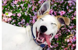 sourire
