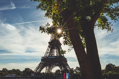 arbre paris