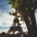 arbre paris