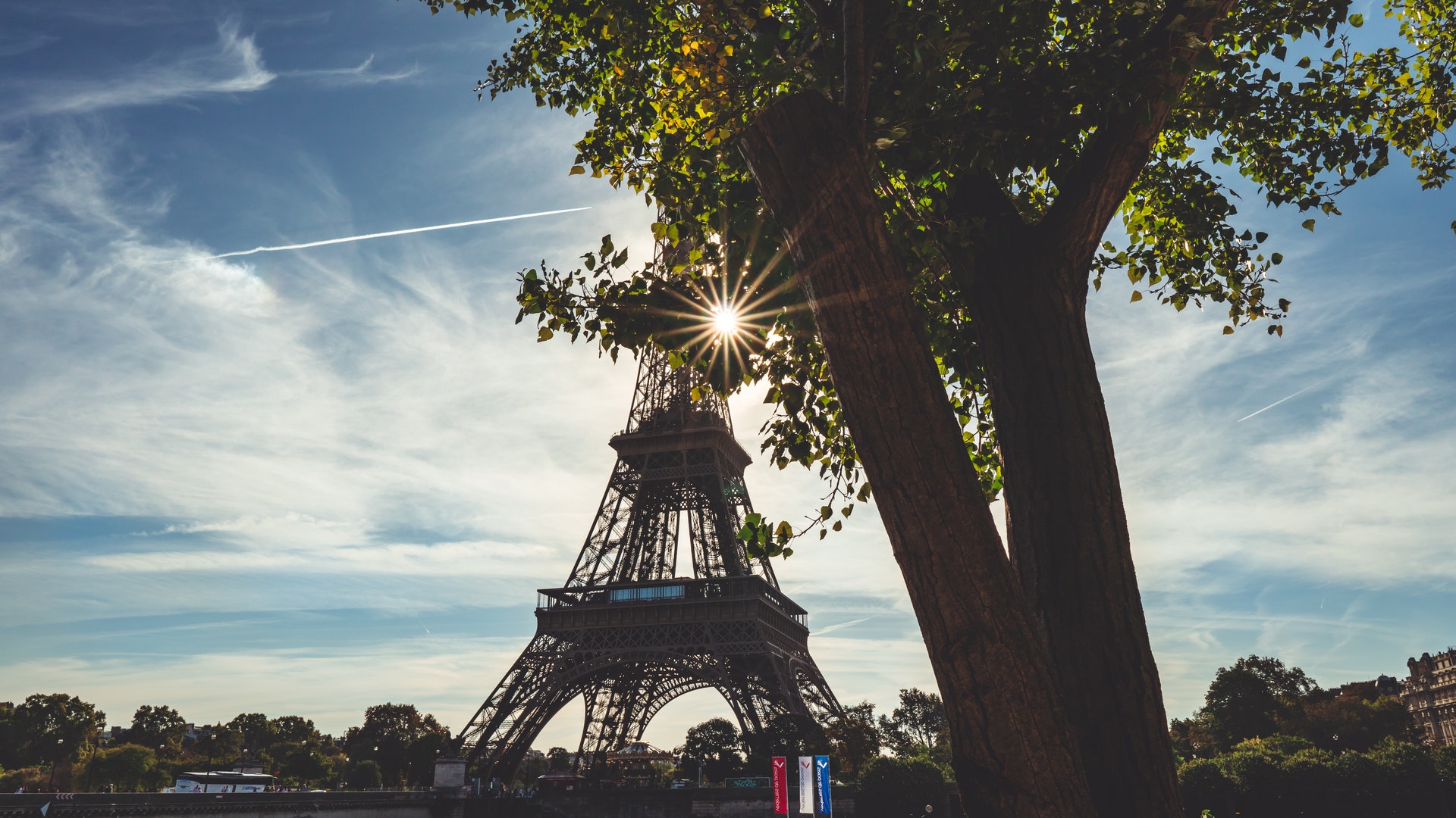 arbre paris