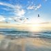ocean oiseaux liberté