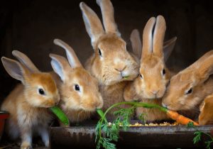 lapins ont une bonne vue