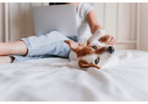 passer du temps avec les animaux
