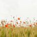 image nature fleu coquelicot