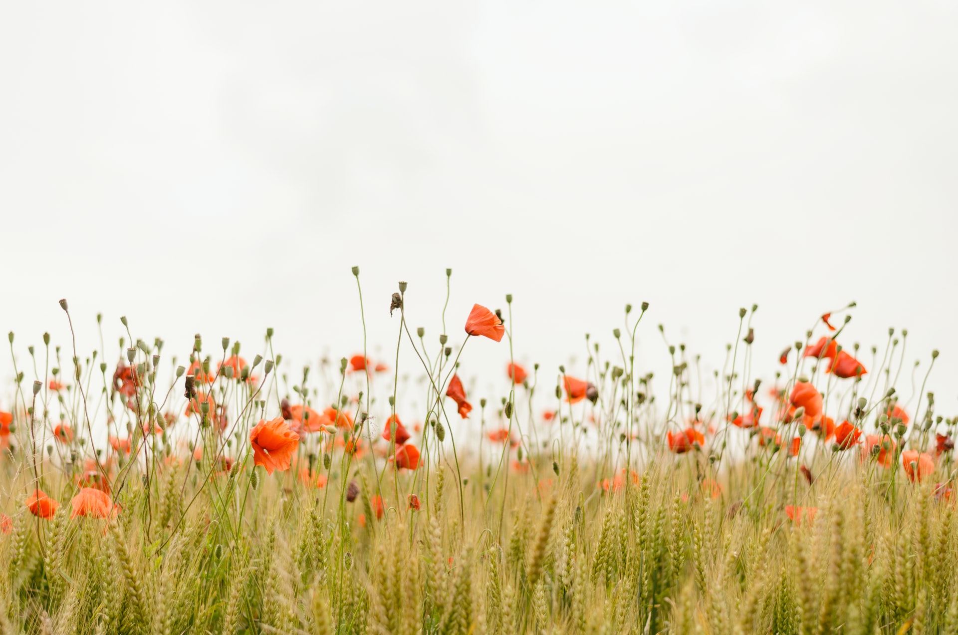 image nature fleu coquelicot