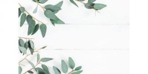 feuilles d'eucalyptus