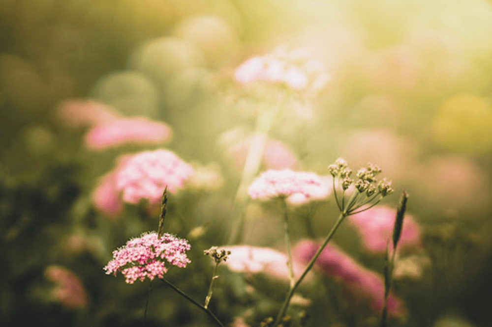 troubles-de-la-peau-naturopathie-1