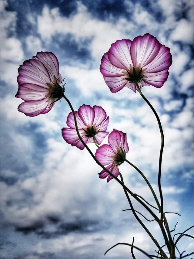 fleurs violettes