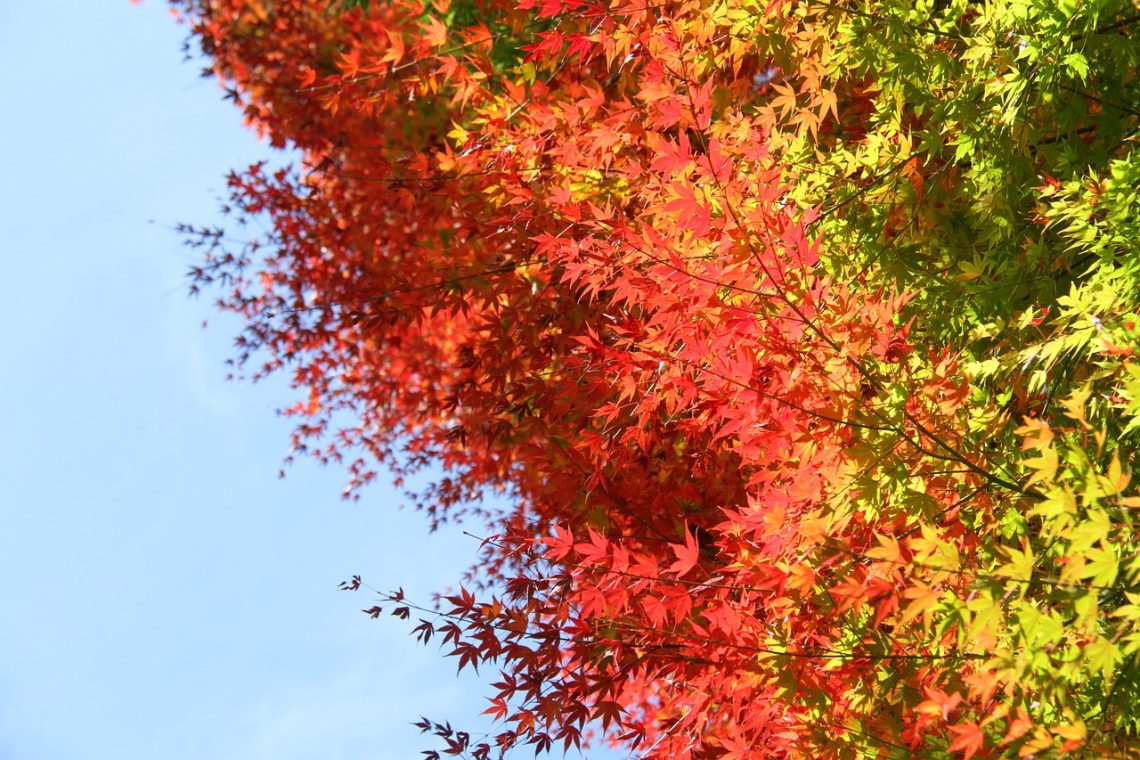 feuille zen automne