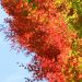 feuille zen automne